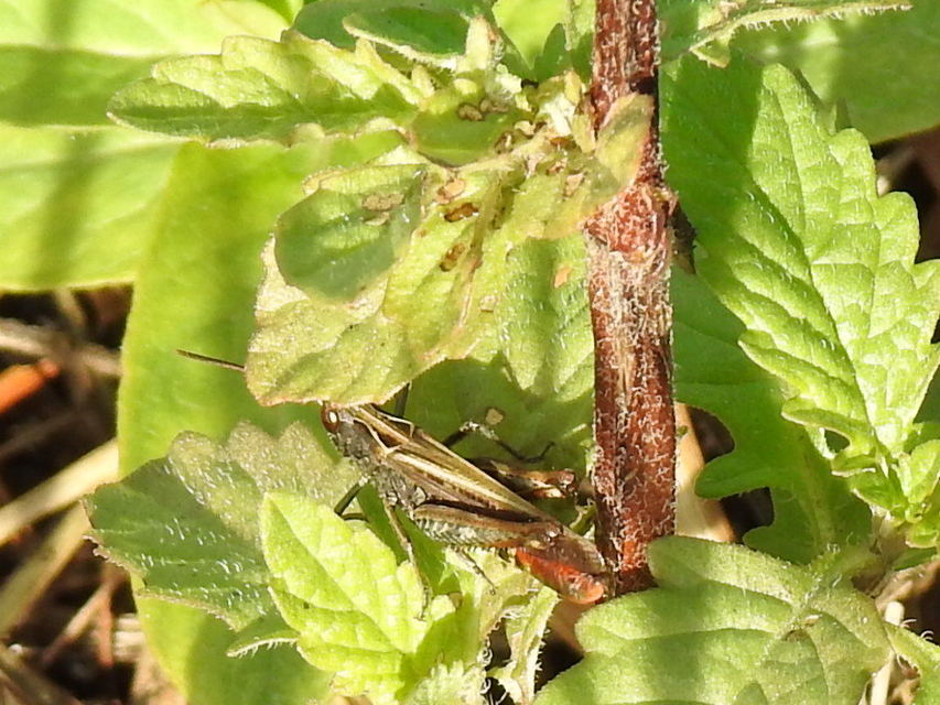 Omocestus rufipes - vöröshasú tarlósáska