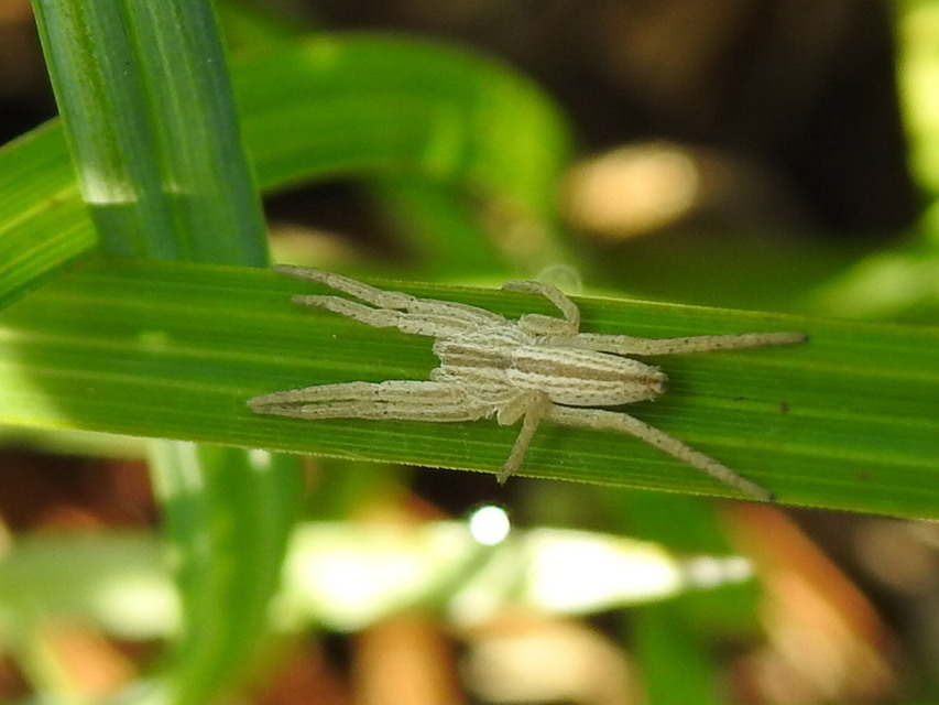 Tibellus