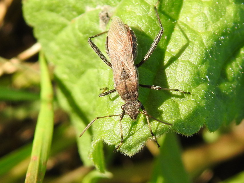 Alydus calcaratus - szőrös tövispoloska