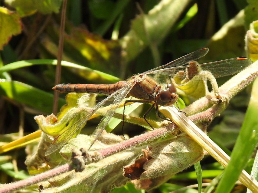 Sympetrum striolatum - harántsávos katona-szitakötő