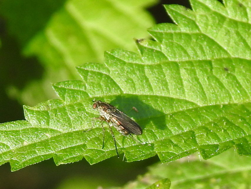 Dolichopodidae - szúnyoglábú legyek