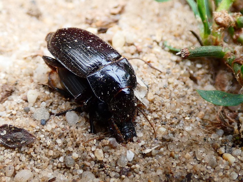 Harpalus hirtipes - sarkantyús lomhafutó