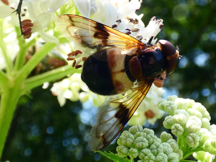 Volucella pellucens - üvegpotrohú pihelégy