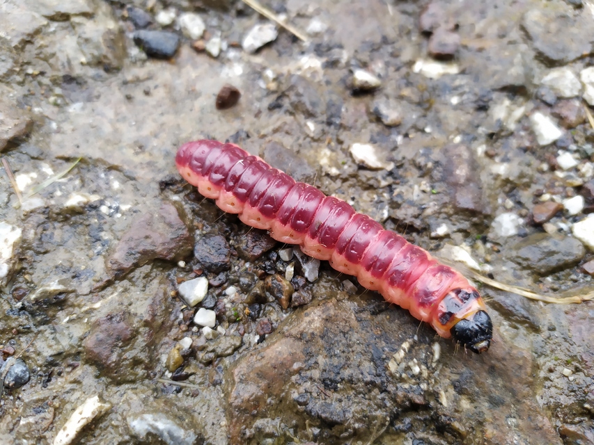 Cossus cossus - fűzfarontólepke