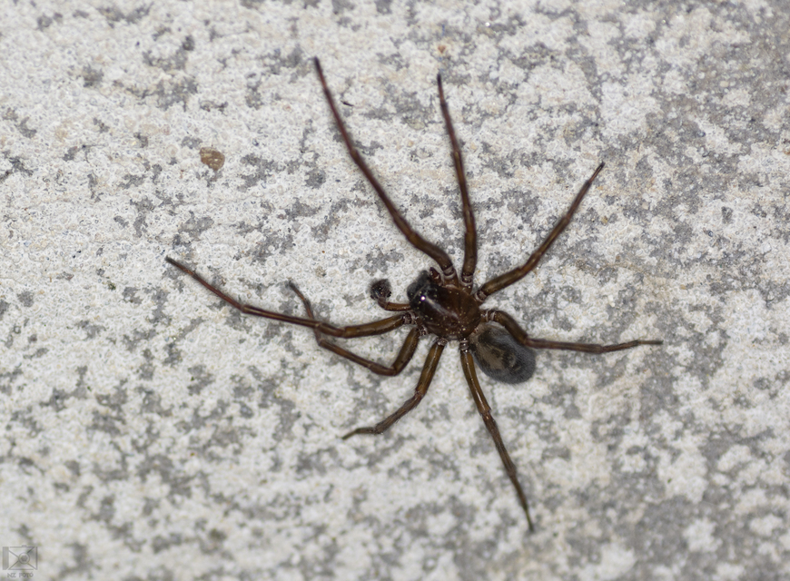 Amaurobius ferox - nagy eretnekpók