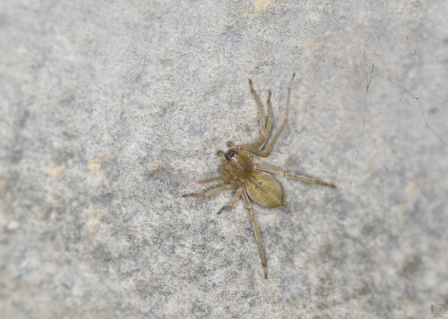 Cheiracanthium