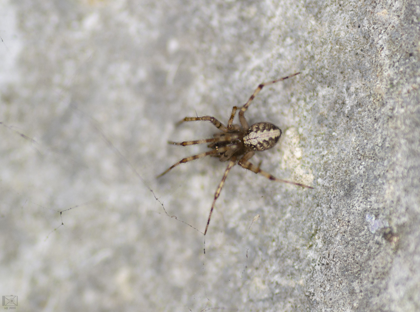 Theridion