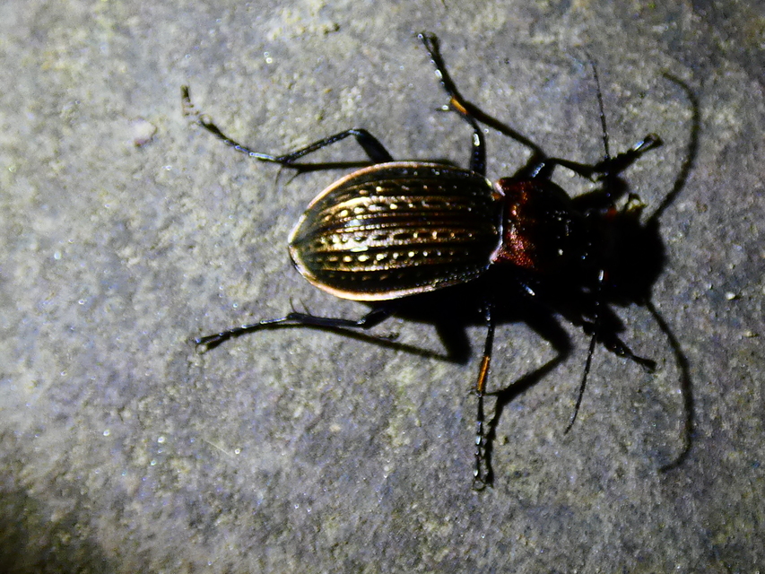 Carabus cancellatus - ragyás futrinka