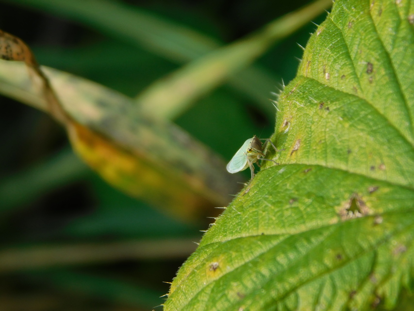 Cicadella viridis - méregzöld kabóca