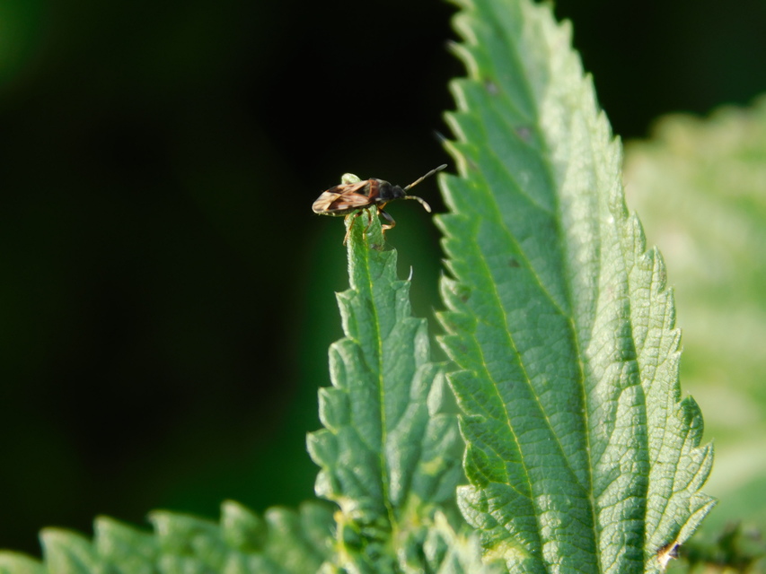 Scolopostethus