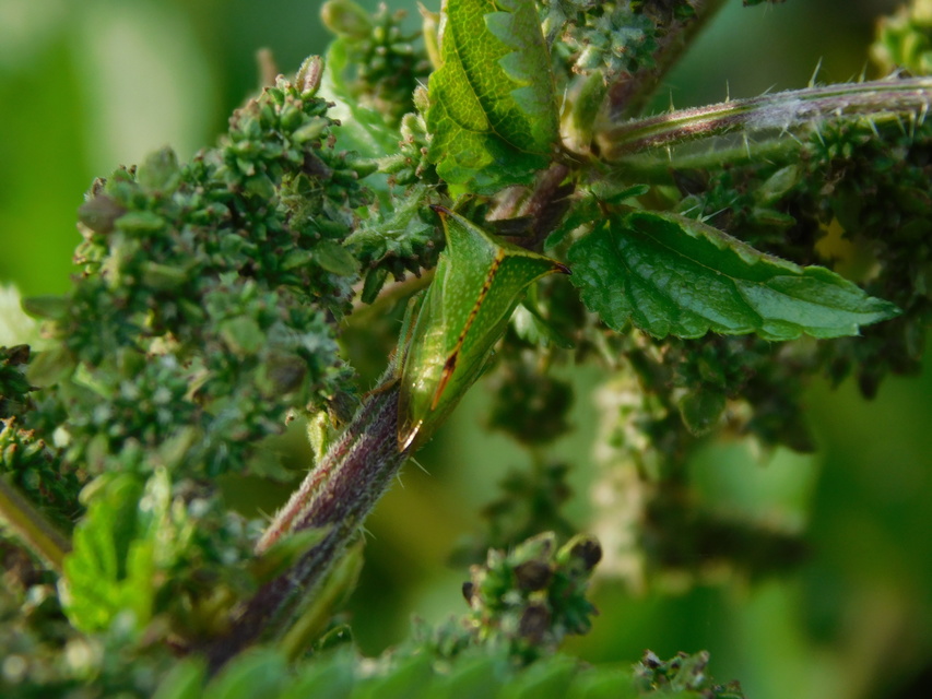 Stictocephala bisonia - bivalykabóca