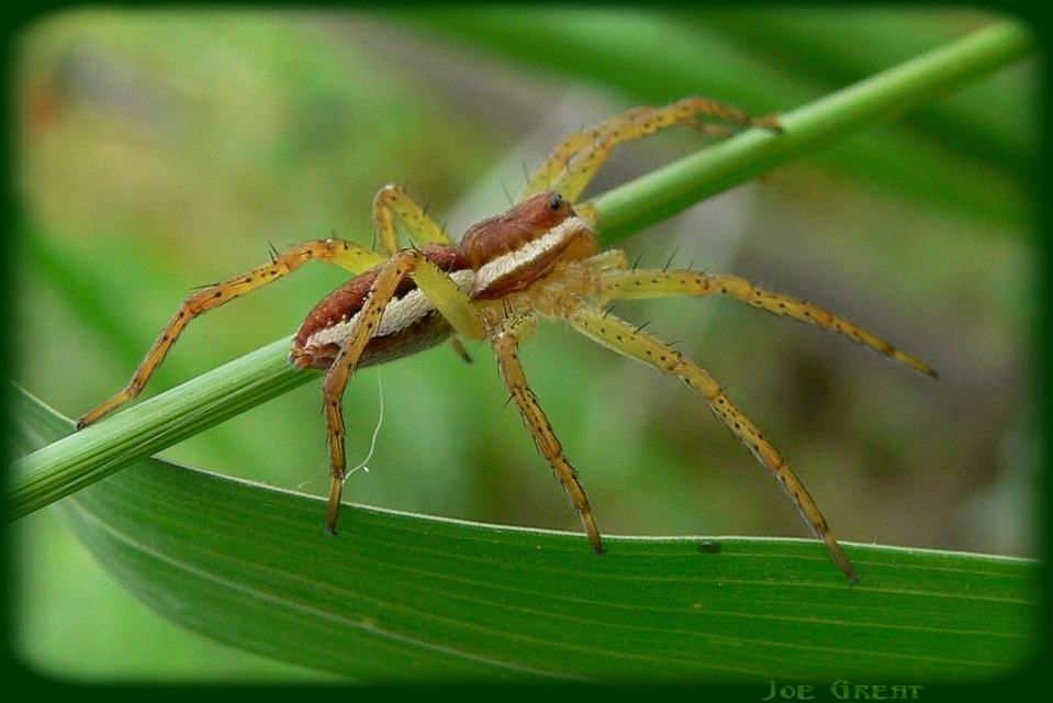 Dolomedes plantarius/fimbriatus