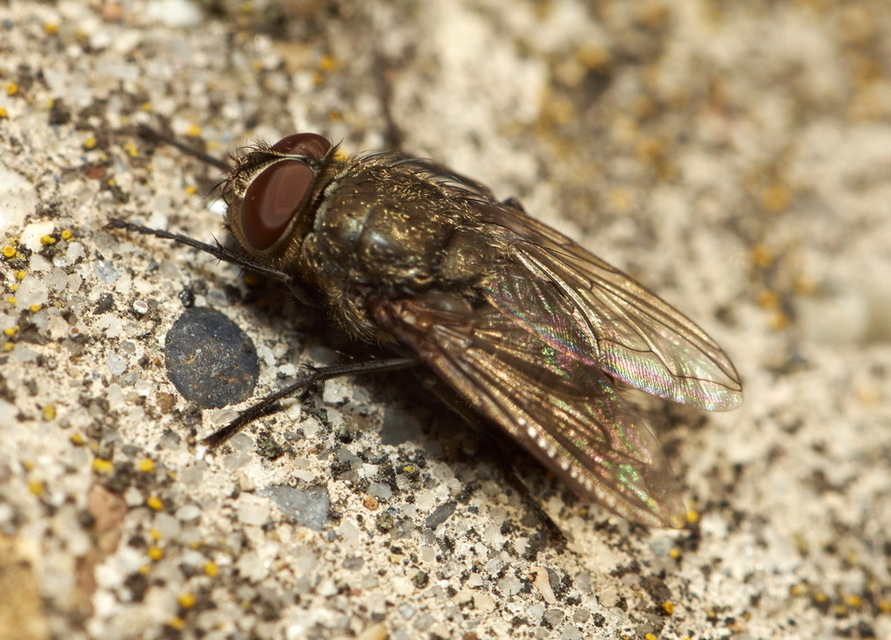 Pollenia