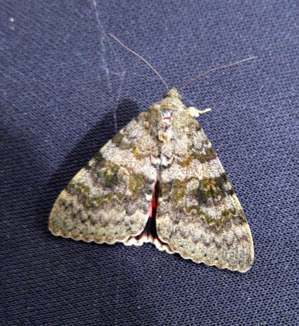 Catocala elocata - közönséges övesbagoly