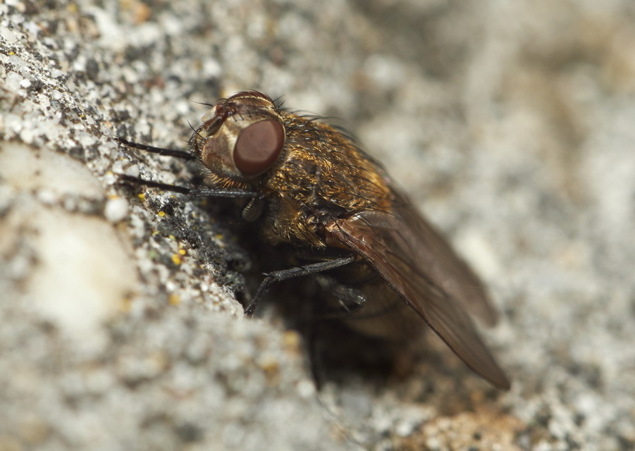 Pollenia