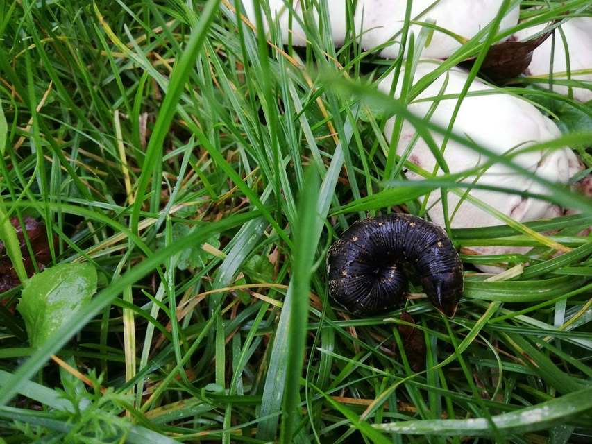 Agrius convolvuli - szulákszender Agrius convolvuli - szulákszender