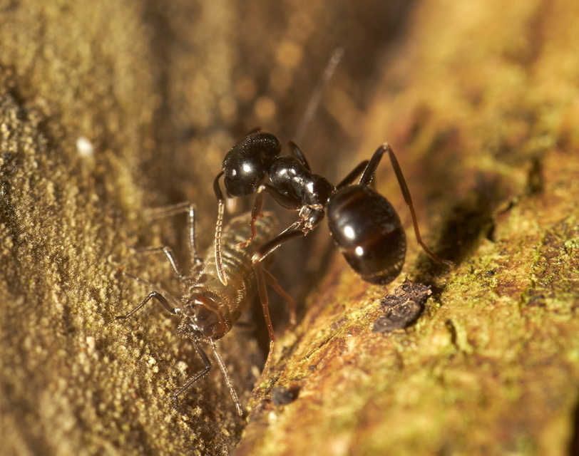 Lasius fuliginosus - kartonépítő fahangya