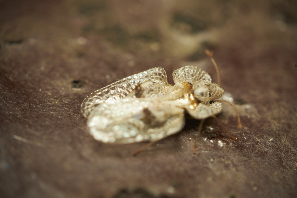 Corythucha ciliata - platán-csipkéspoloska