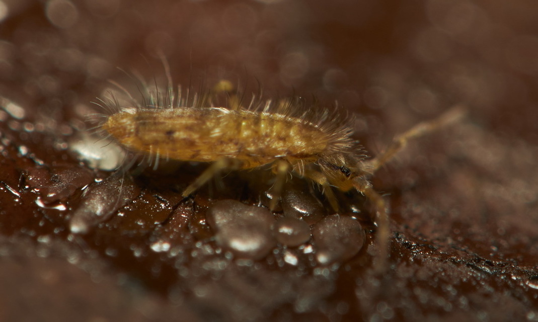 Entomobrya