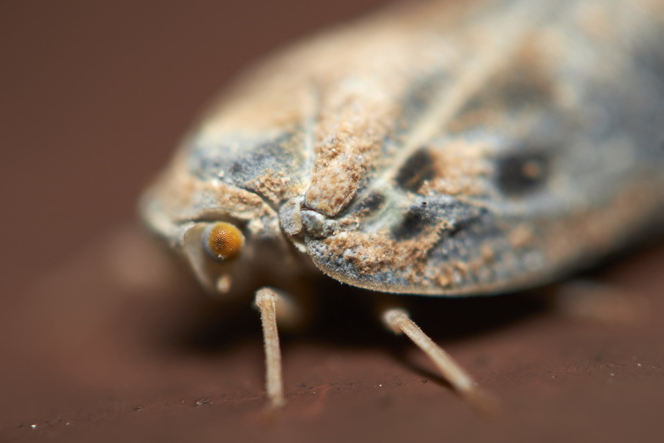 Metcalfa pruinosa - amerikai lepkekabóca