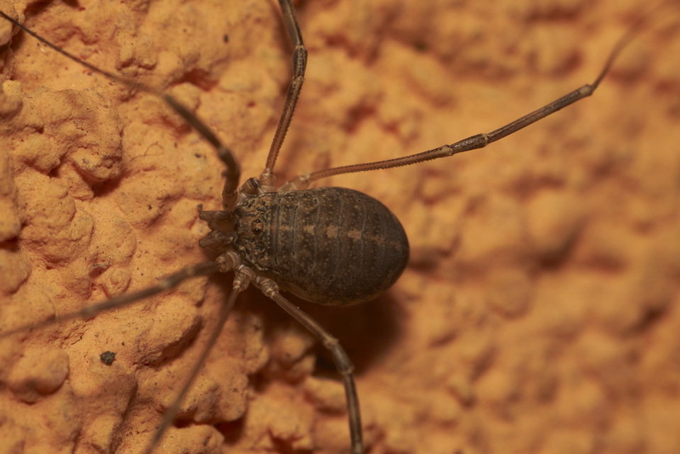 Opilio