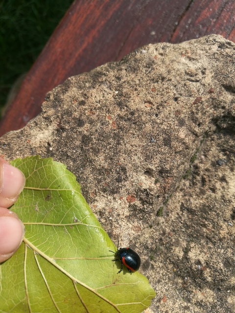 Chrysolina rossia - trapézhátú szegélyeslevelész Chrysolina rossia - trapézhátú szegélyeslevelész
