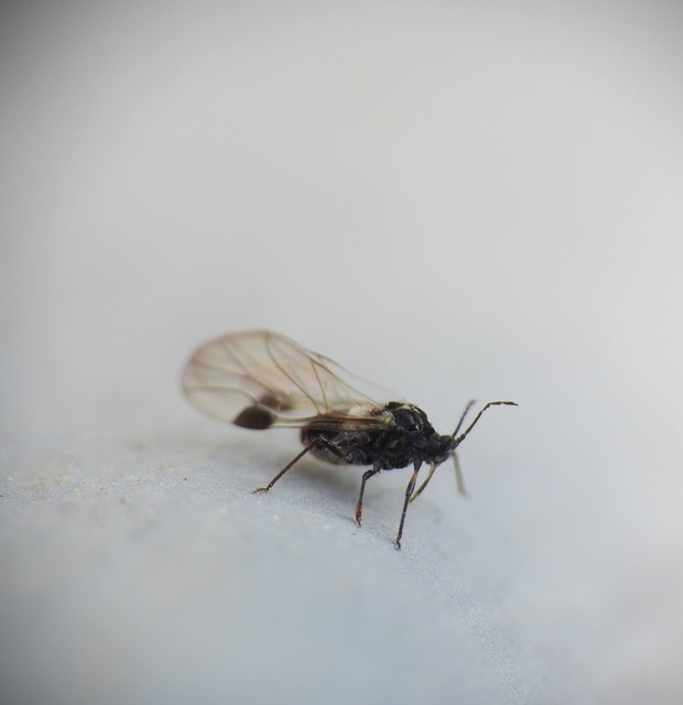 Aphididae - valódi levéltetvek