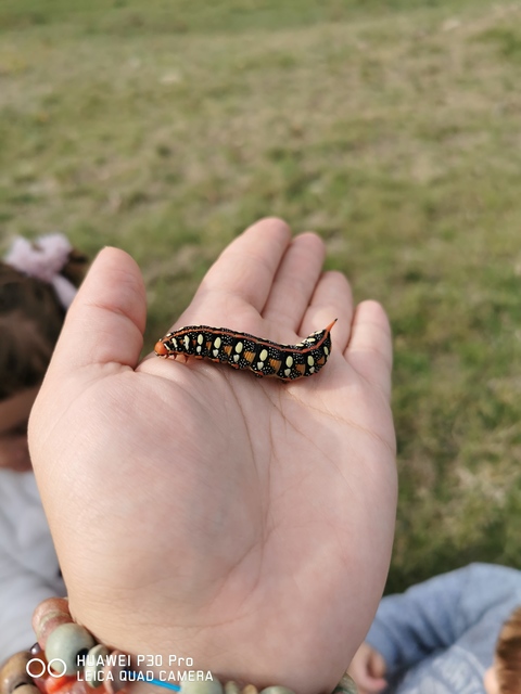 Hyles euphorbiae - kutyatejszender