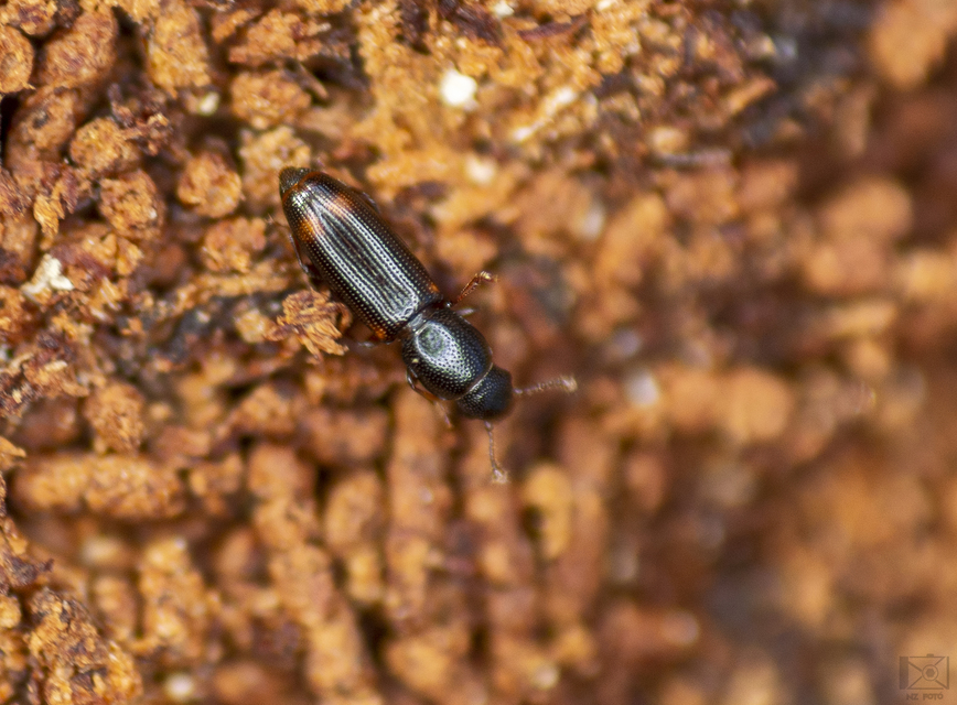 Rhizophagus bipustulatus - kétpettyes törekbogár