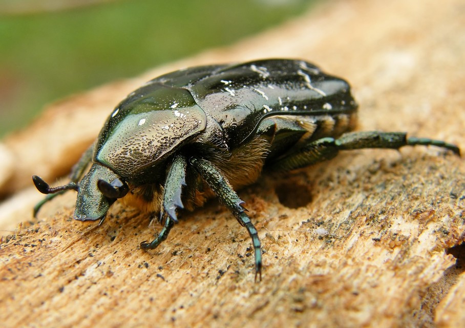 Protaetia marmorata - márványos virágbogár