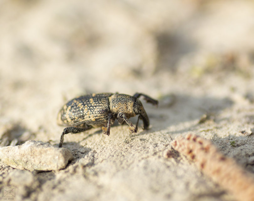 Hylobius abietis - nagy fenyvesormányos
