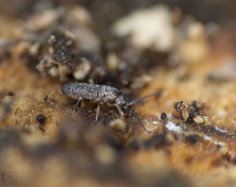 Tomoceridae