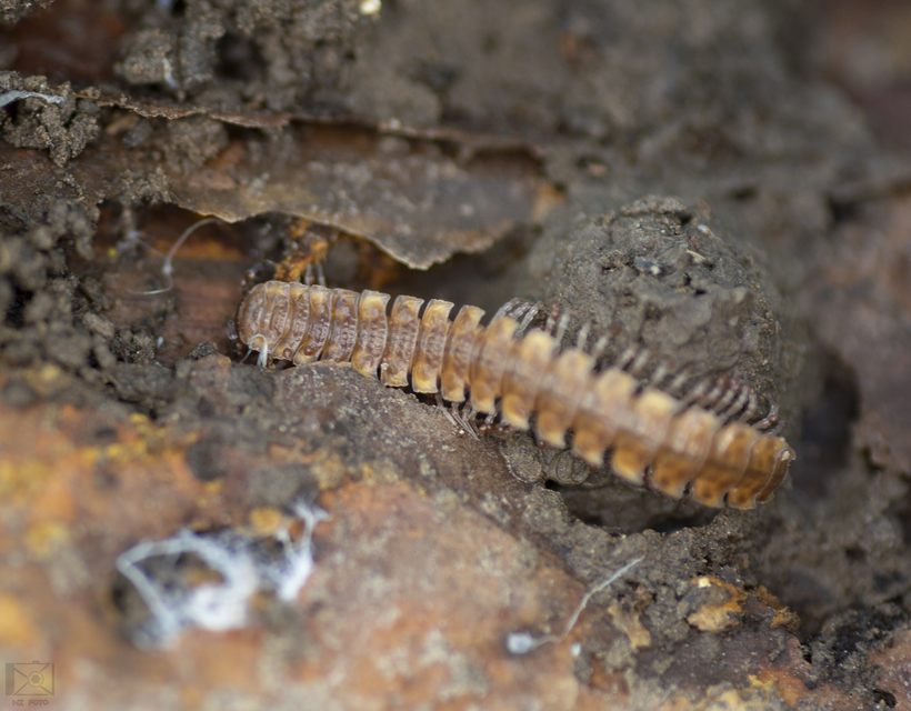 Polydesmus