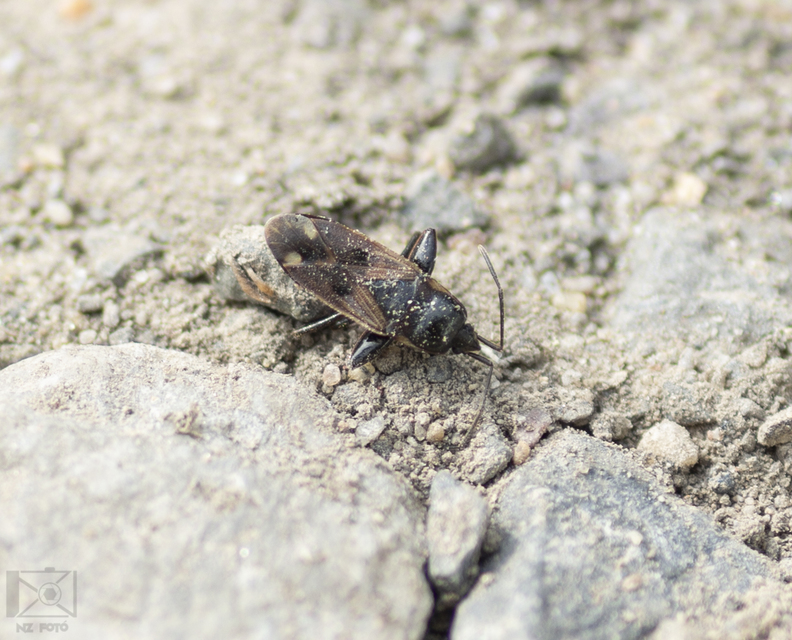 Eremocoris fenestratus - avarbodobács