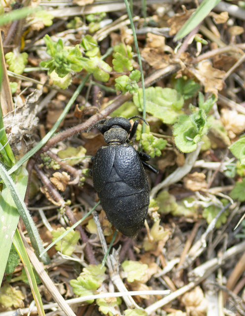 Meloe scabriusculus - érdes nünüke