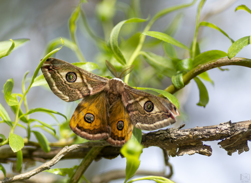 Saturnia pavoniella/pavonia