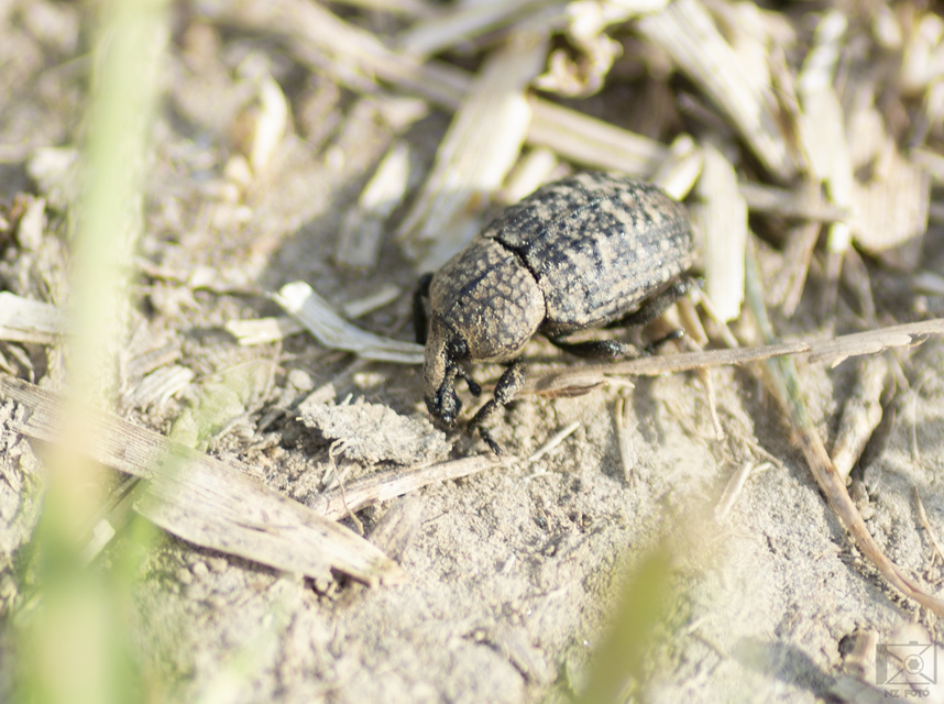 Minyops variolosus - nyugati bordásormányos