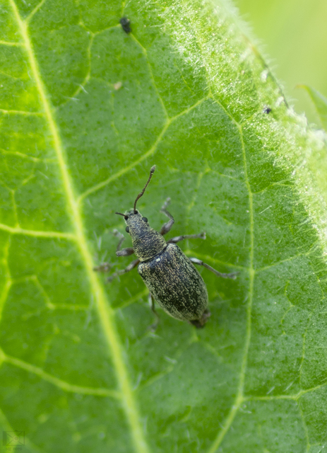 Phyllobius pyri - gyümölcsfa-levélormányos