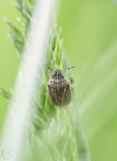 Neottiglossa Neottiglossa