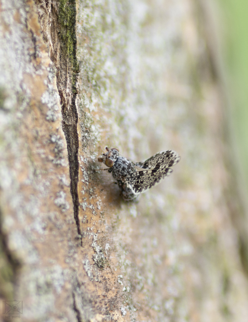 Callopistromyia annulipes - pávalégy