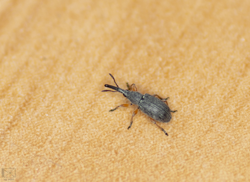 Rhopalapion longirostre - mályvarózsa-cickányormányos