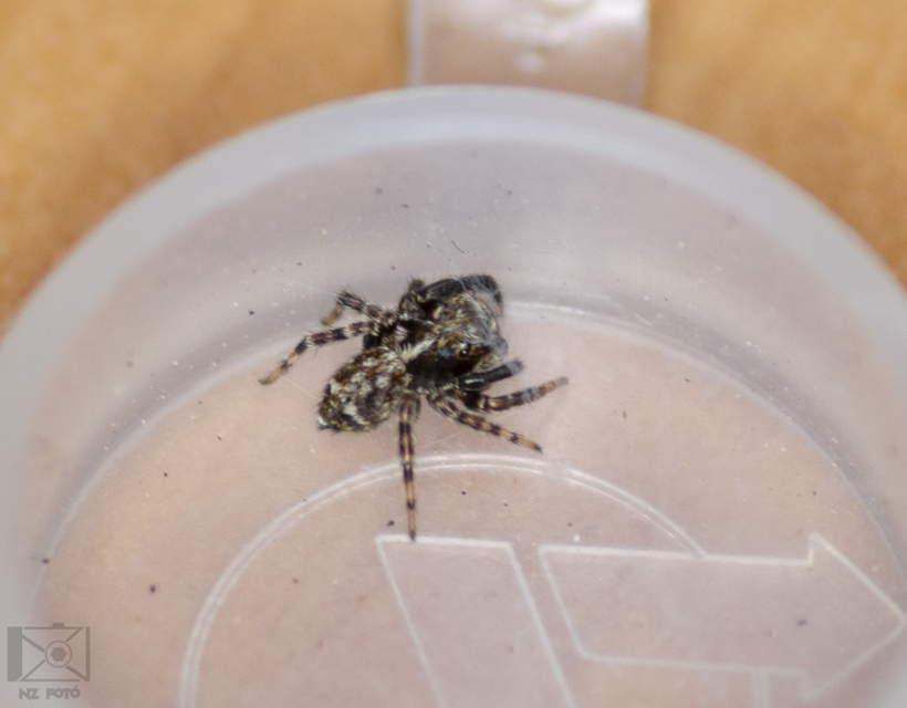 Pseudeuophrys