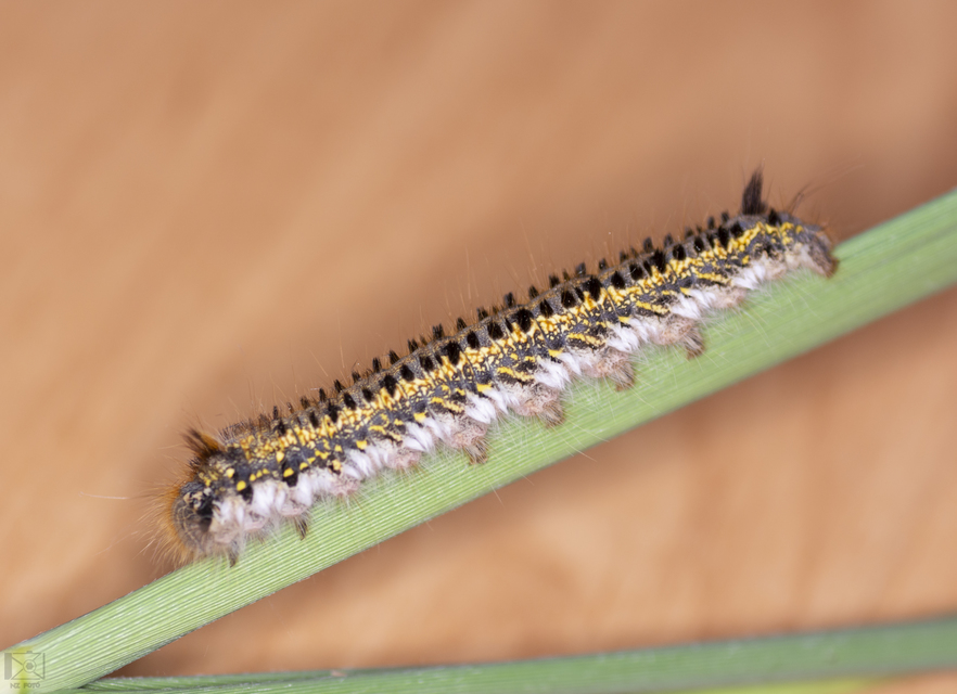 Euthrix potatoria - szomjas pohók