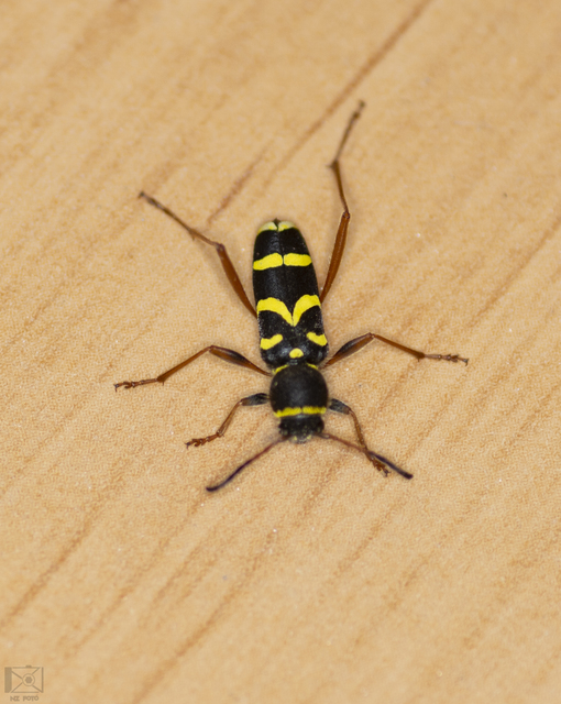 Clytus arietis - közönséges darázscincér