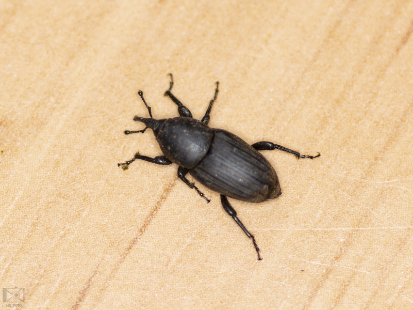 Sphenophorus striatopunctatus - mezei zsuzsok
