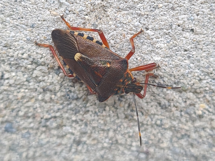 Pinthaeus sanguinipes Pinthaeus sanguinipes