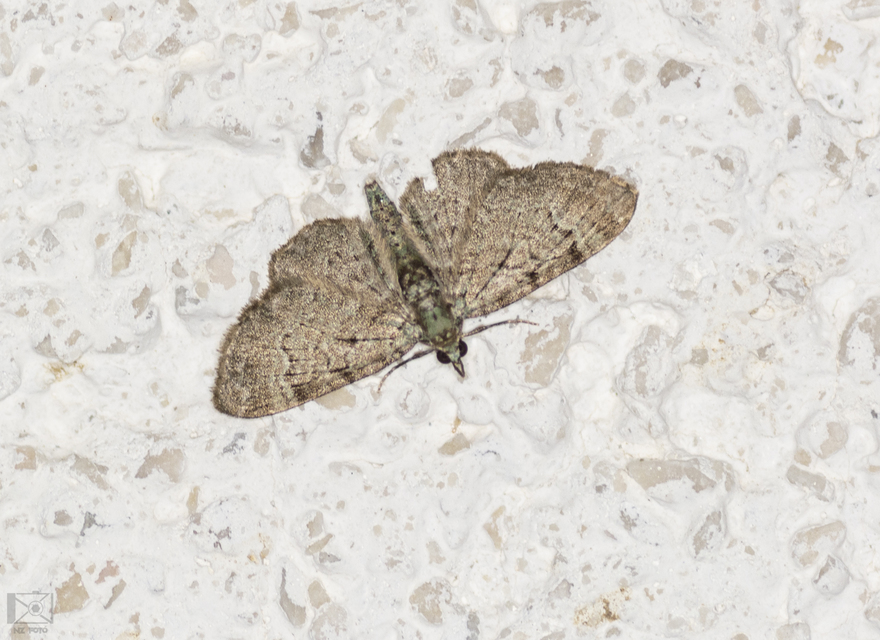 Pasiphila rectangulata - almavirág-araszoló