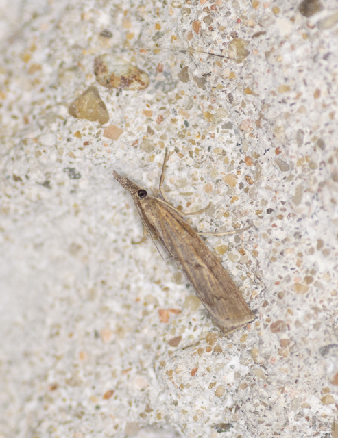 Pediasia contaminella - mocskos fűgyökérmoly