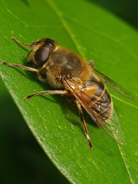 Eristalis tenax - közönséges herelégy