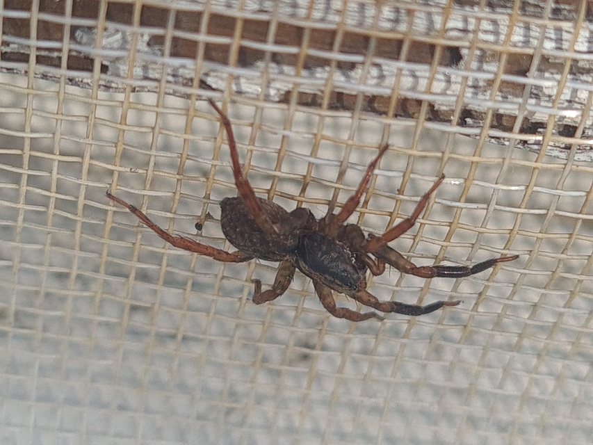 Trochosa